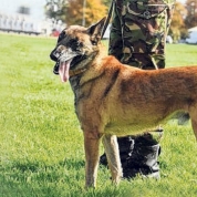 Polemică în Marea Britanie după eutanasierea a doi câini care asigurau securitatea prinţului William